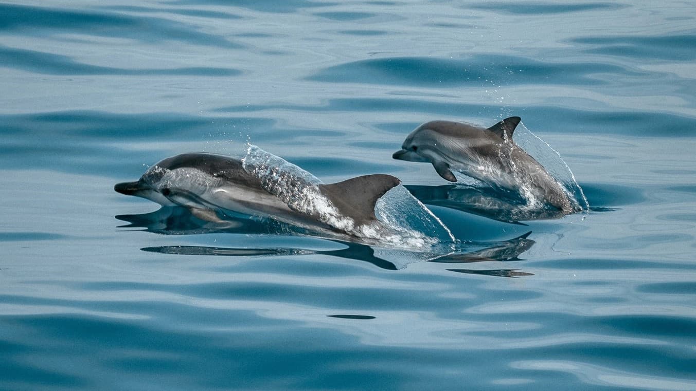 Dolphin Trip